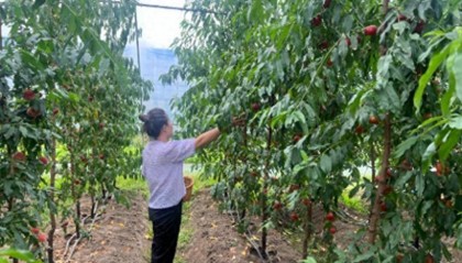 汪清：桃子甜蜜上市 采摘正当其时