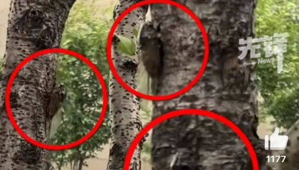 山东父子在上海抓知了降维打击,“孩子一分钟徒手抓了十几只”