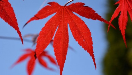 如何开户期权交易?