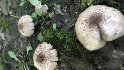 近期大量出现,可致人中毒!北京市卫健委紧急提醒