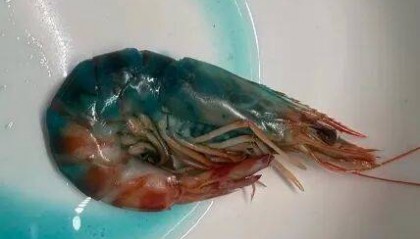 “蓝得吓人”！女子网购斑节虾，煮熟后渗出蓝色液体，客服：虾发蓝跟环境因素有关，不影响食用