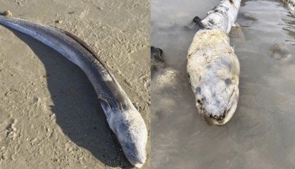 英国海边出现巨型“海怪”，当地居民：像外星生物
