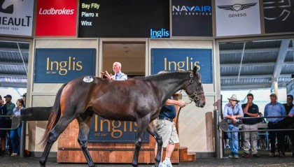 一匹周岁小母马，拍出5000万人民币高价引全球关注