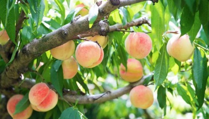 湖北枣阳：一颗桃子的“甜蜜密码”