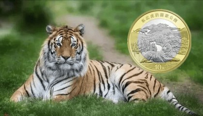 东北虎纪念币已凉?重头戏即将来临