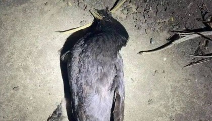 打开冰箱后民警懵了！男子攒了44只国家保护动物,供自己食用...