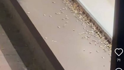 紧急提醒:瞬间爆发!上海市民崩溃:密密麻麻,蠕蠕爬行...“梧桐区”已开始战斗,白蚁或提前分飞