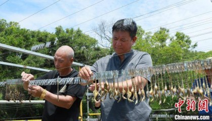 福建连江：1200万只海马历经8个月培育 迎来收获季