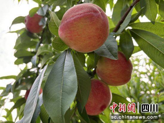 绵阳梓潼：万亩桃子喜获丰收