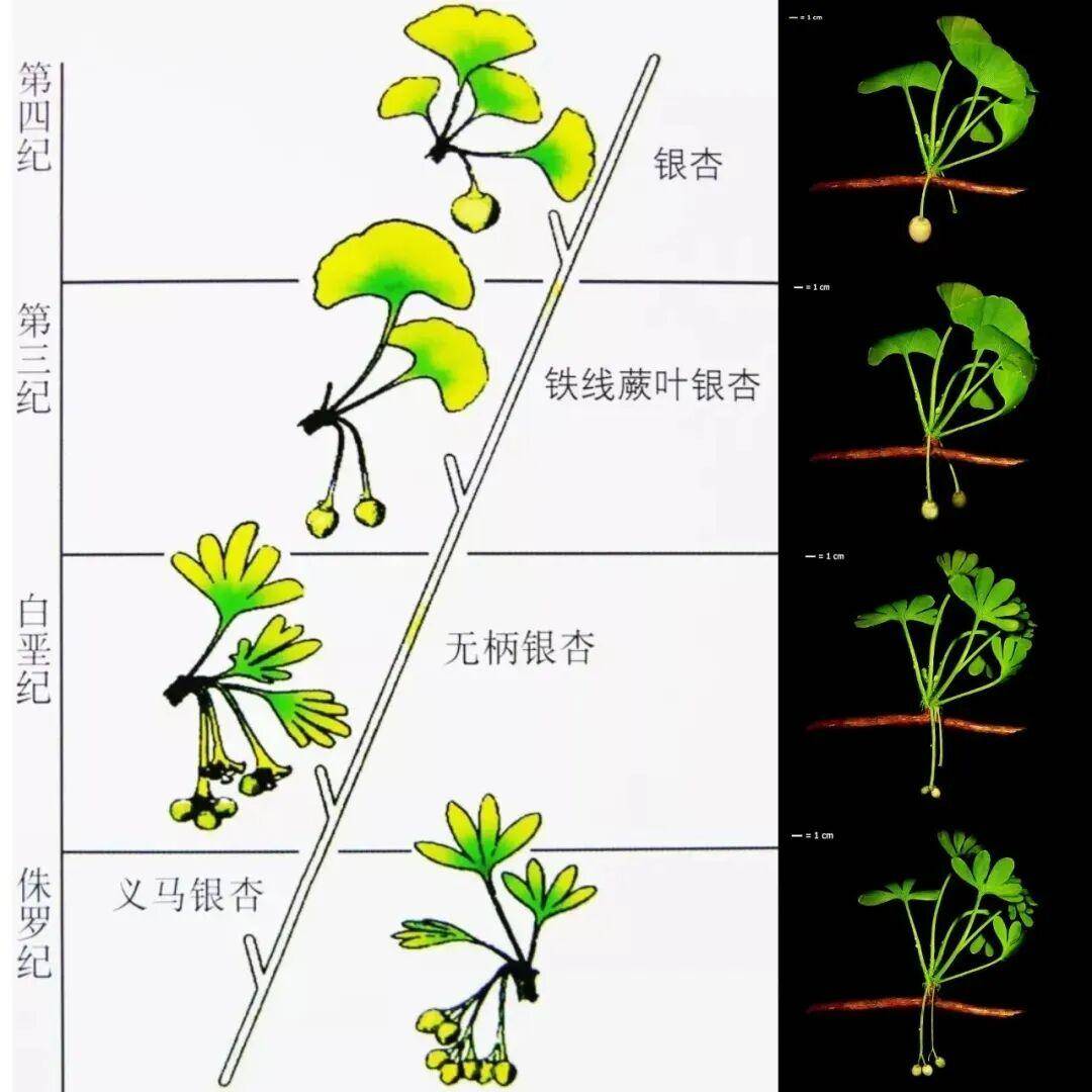 满大街都是银杏树，为什么还是濒危物种？