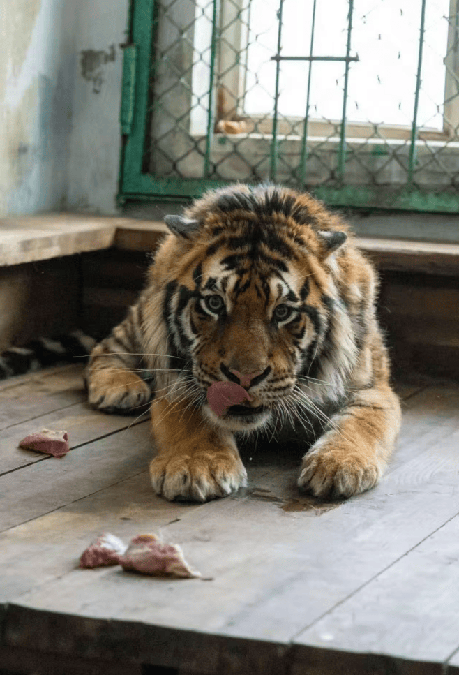 认养东北虎两年,续费时才知道老虎已死亡