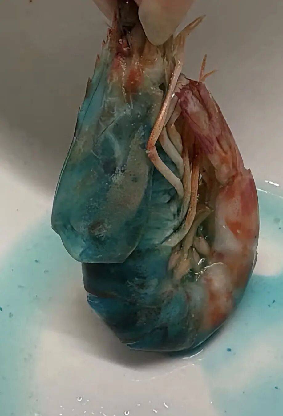 “蓝得吓人”！女子网购斑节虾，煮熟后渗出蓝色液体，客服：虾发蓝跟环境因素有关，不影响食用