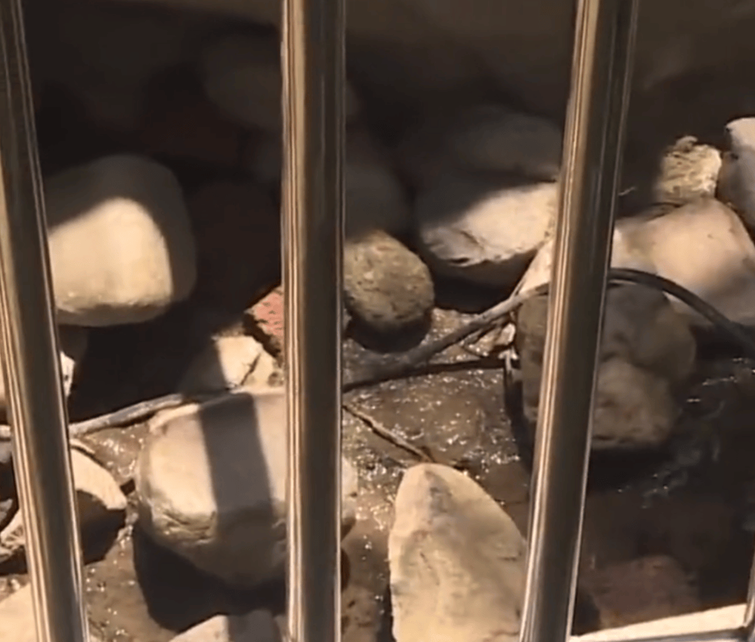 长沙8岁女童在小区假山玩耍因碰到裸露高压电缆不幸身亡，家属质疑物业施救不及时，当地回应：已成立专班
