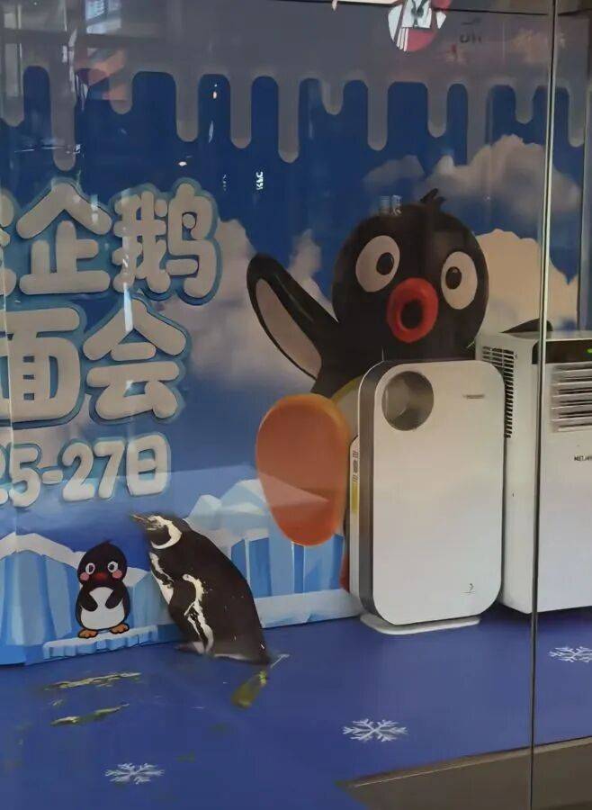 江苏扬州一商场展出活企鹅，网友质疑展示区域环境恶劣，商场：展示环境严格遵循饲养规范，合规举办活动；林业管理站：未收到相关手续